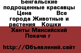 Бенгальские подрощенные красавцы. › Цена ­ 20 000 - Все города Животные и растения » Кошки   . Ханты-Мансийский,Покачи г.